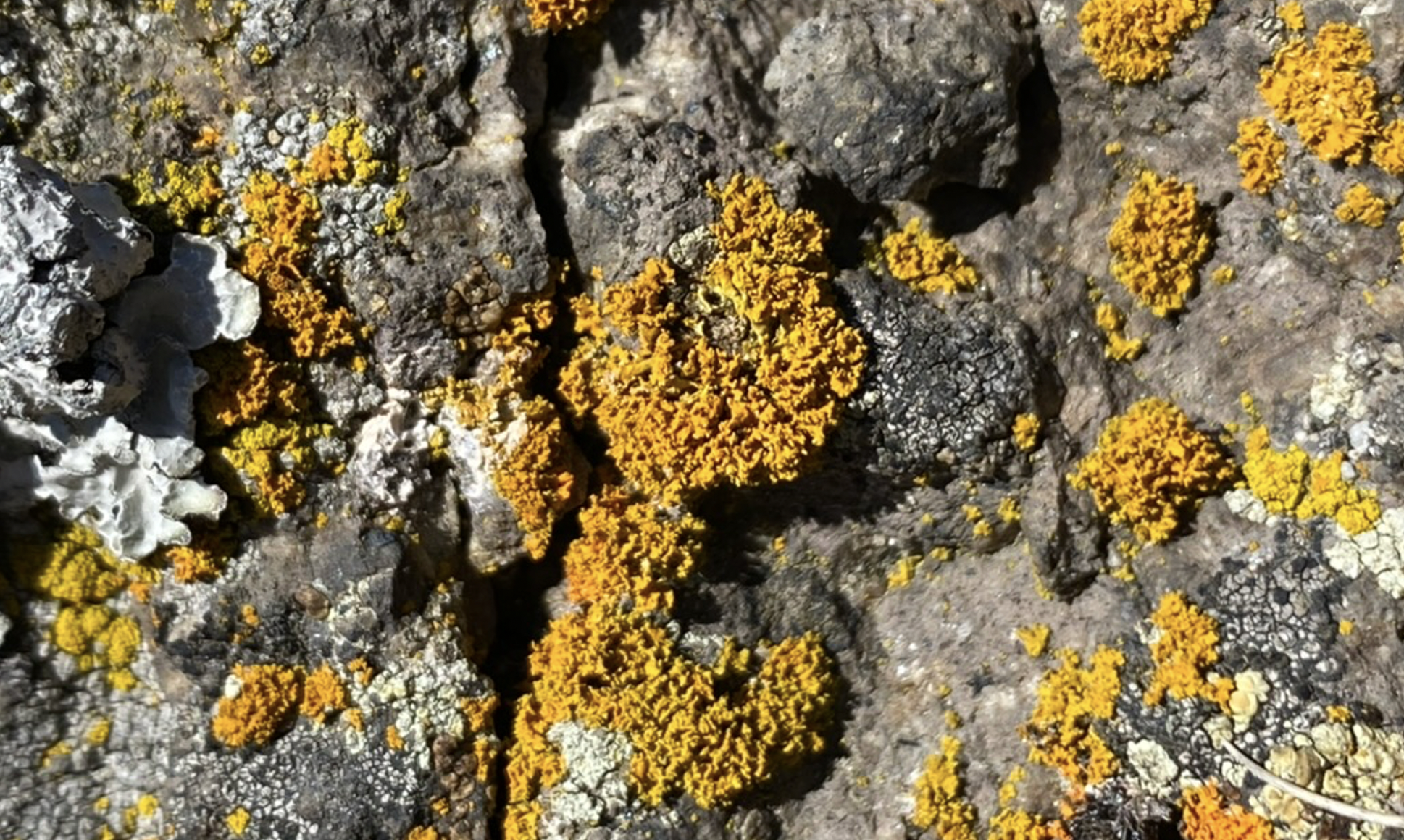 Minisession “Lichens” en Auvergne