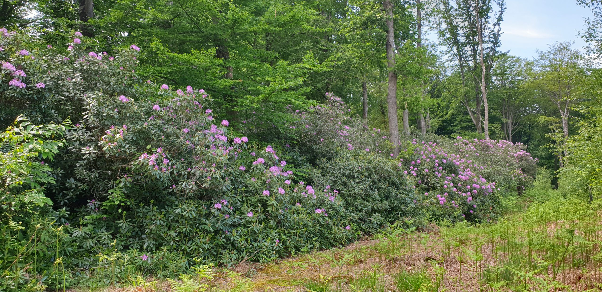 La dynamique invasive du rhododendron pontique en France
