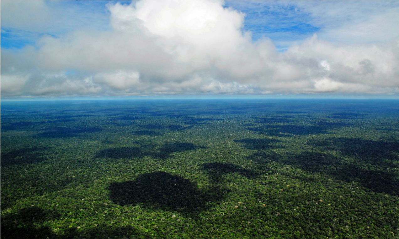 Webinaire : Quand l’Amazonie sort du bois